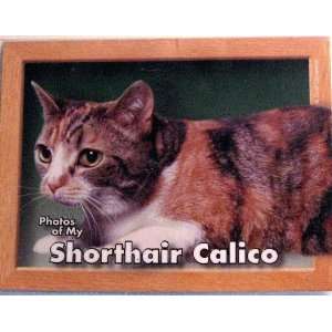  Photos of My Shorthair Calico Cat Photo Album Pet 