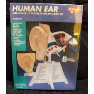  Skilcraft Human Ear Anatomically Accurate 