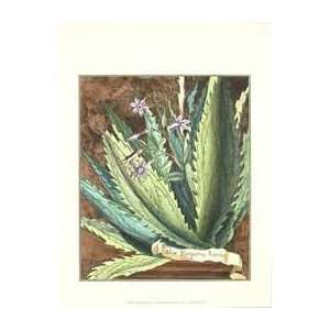   Print   Graphic Aloe II   Artist Vision Studio  Poster Size 24 X 18