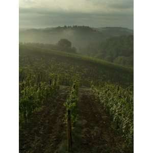 Vineyards Along the Chianti Hillside Through the Fog, Tuscany, Italy 