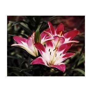  20 Lolly Pop Lily Seeds 