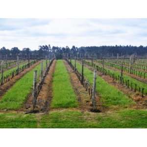 View Over Vineyards, Vinos Finos H Stagnari Winery, La Puebla Premium 