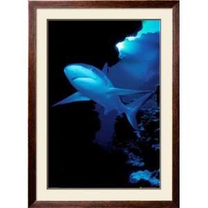  Shark Animal Framed Poster Print, 32x44