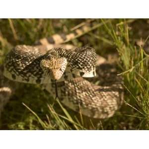 Bull Snake Hides in the Little Missouri National Grasslands Animal 