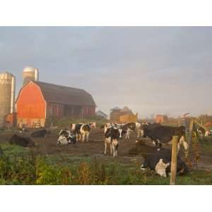  Holstein dairy cows outside a barn, Boyd, Wisconsin, USA 