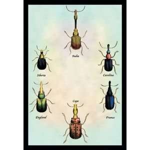  Beetles From Around the World #1   12x18 Framed Print in 