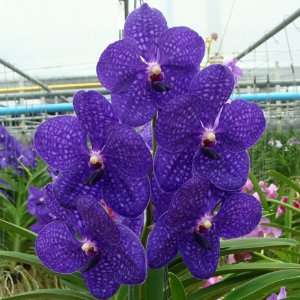 HV19NBS Orchid Plant Vanda Pachara Grocery & Gourmet Food
