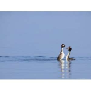  Great Crested Grebes, Performing Courtship Ritual Dance 