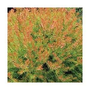  Arborvitae   Fire Chief   #3 container Patio, Lawn 