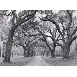  Oak Arches by Jim Morris 44x32