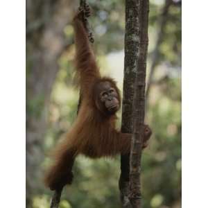  An Orangutan Climbs a Tree in an Orangutan Rehabilitation 