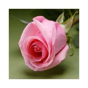  25 Fresh Roses Light Pink  16 Inch length each stem Patio 