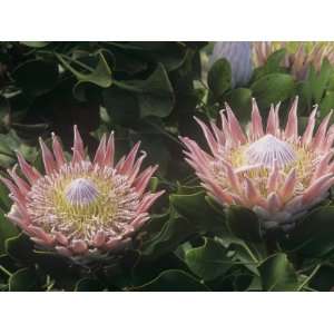  King Protea Flowers, Protea Cynaroides, . Protea Flowers 