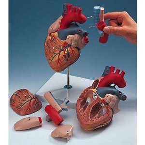 Nasco Giant Heart W/ Esophagus And Trachea   Model SB41433U   Each