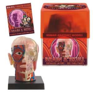  BioSigns Brain and Skull by TEDCO Toys & Games