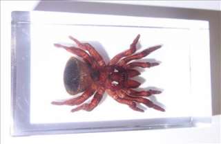 Real Torch Spider   Cyclocosmia ricketti permanently encased in our 