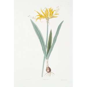   Made Oil Reproduction   Robert Havell   24 x 36 inches   Nerine aurea