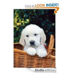 How To Start Training Puppies Puppy Trainer  Kindle Store