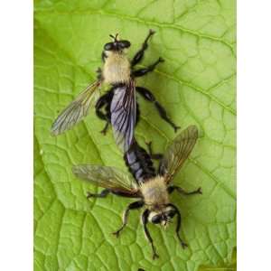  A Pair of Robber Flies, Laphia Sacrator, Mating Stretched 