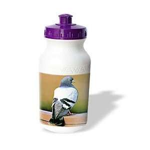  Birds   Dove, Pigeon   Water Bottles