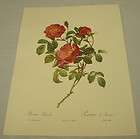 ROSE d’AMOUR/ROSE/F​ull Color Repro. of c1825 Print from LES 