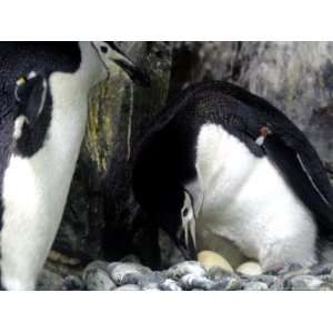 Chinstrap Penguin Uses its Beak to Reposition its Eggs Photographic 