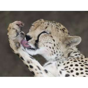  Detail of Adult Cheetah Licking Blood off Paw, Masai Mara 
