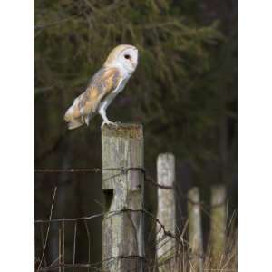  Barn Owl (Tyto Alba), Captive, United Kingdom, Europe 