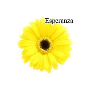    Esperanza Yellow Gerbera Daisies   72 Stems Arts, Crafts & Sewing