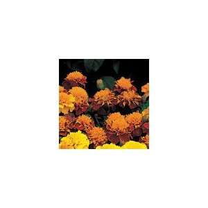  Marigold Janie Harmony Patio, Lawn & Garden