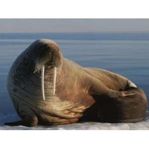  An Atlantic Walrus with Her Baby on an Ice Floe Stretched 