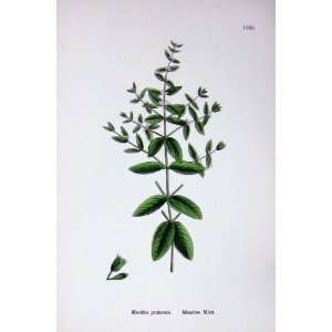  Botany Plants C1902 Meadow Mint Mentha Pratensis