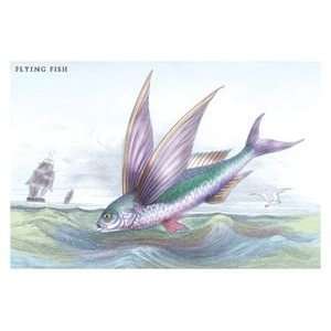 Flying Fish   Paper Poster (18.75 x 28.5)  Sports 