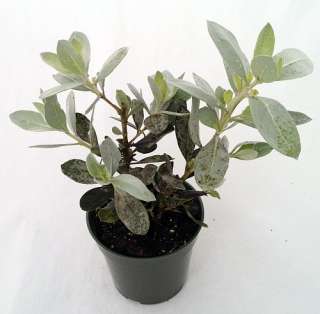 Silver Buttonwood Pre Bonsai Tree   Conocarpus   4 Pot  