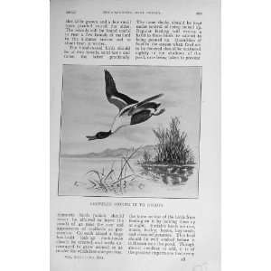  1910 Antique Print Shoveler Bird Mallard Duck Hunting 