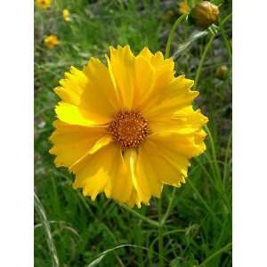  1000 YELLOW SAND COREOPSIS (Lanceleaf Tickseed) Coreopsis 