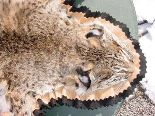 rug Missouri Bobcat crafted for trappers log cabin dec  