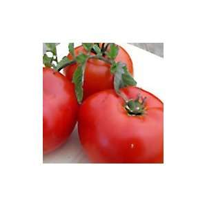  Siletz Red Slicing Tomato   1/4 lb. Patio, Lawn & Garden