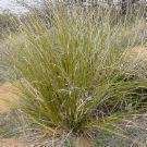 Nolina microcarpa BEARGRASS Seeds  