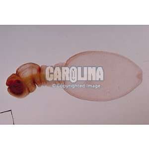  Tapeworm Proglottids Comparison, w.m., Microscope Slide 
