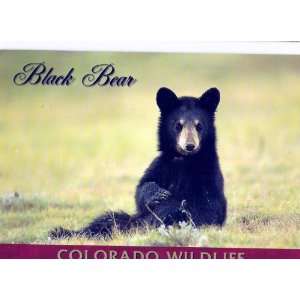  POSTCARD      BLACK BEAR 