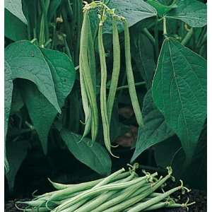  Bean Tavera (Phaseolus vulgaris) 300 Seeds per Packet 
