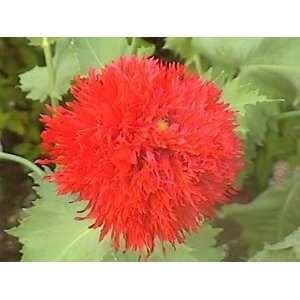  100 OASE RED PEONY POPPY Papaver Peoniflorum Flower Seeds 