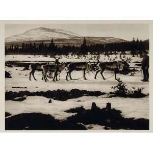  1924 Reindeer Kuolajarvi Landscape Lapland Finland 