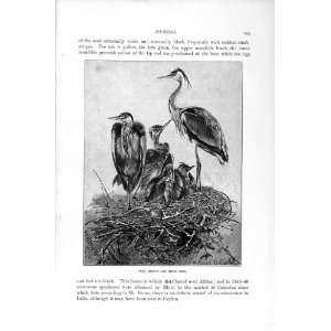  NATURAL HISTORY 1895 GREY HERONS BIRDS NEST OLD PRINT 