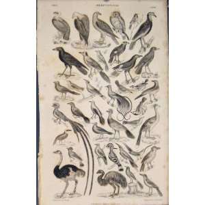  Bird Birds Eagle Owl Crow Antique Old Print Fine Art