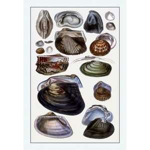  Shells Dimyaria #4   Paper Poster (18.75 x 28.5)