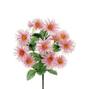  15 Daisy Bush x6 Pink (Pack of 36) Patio, Lawn & Garden