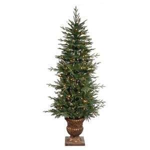  6 Potted Norwood Fir 200Cl