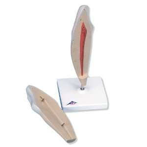 3B Scientific D10/2 2 Part Lower Canine Tooth Model  